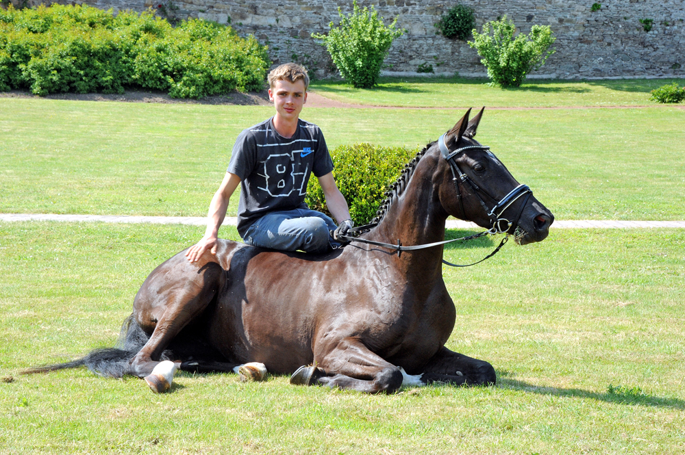 Guccia - Trakehner Stute von Zauberdeyk u.d. Pr.St. Gabbana v. High Motion - Alter Fritz  - Gestt Hmelschenburg - Beate Langels