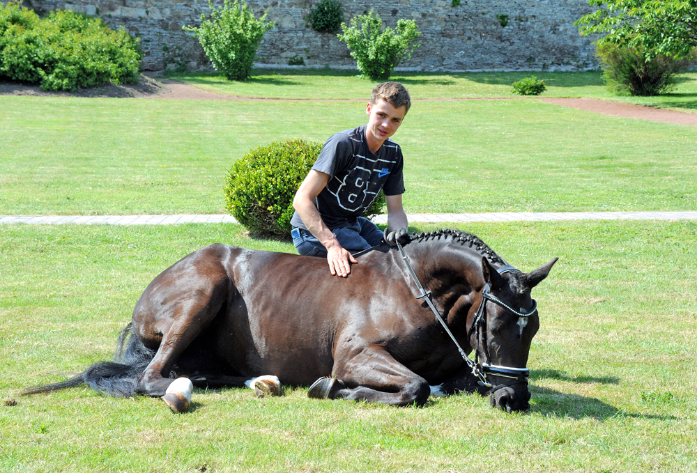 Guccia - Trakehner Stute von Zauberdeyk u.d. Pr.St. Gabbana v. High Motion - Alter Fritz  - Gestt Hmelschenburg - Beate Langels