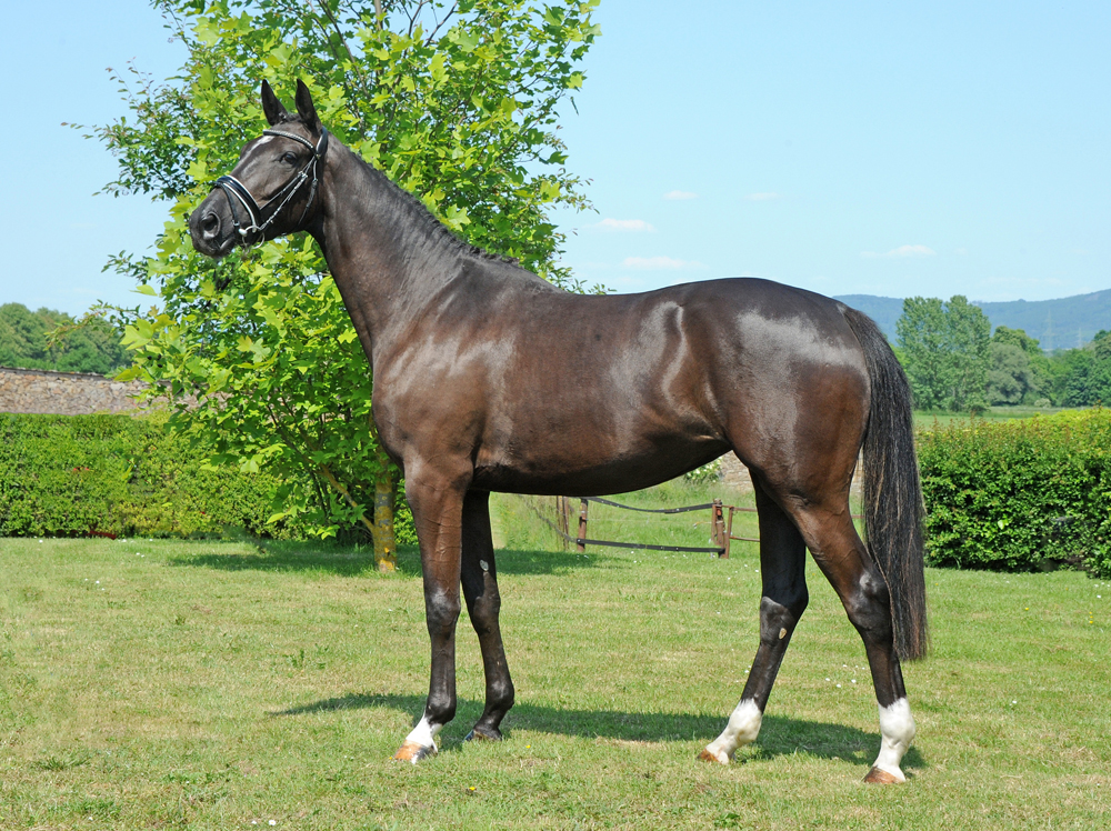 Guccia - Trakehner Stute von Zauberdeyk u.d. Pr.St. Gabbana v. High Motion - Alter Fritz  - Gestt Hmelschenburg - Beate Langels