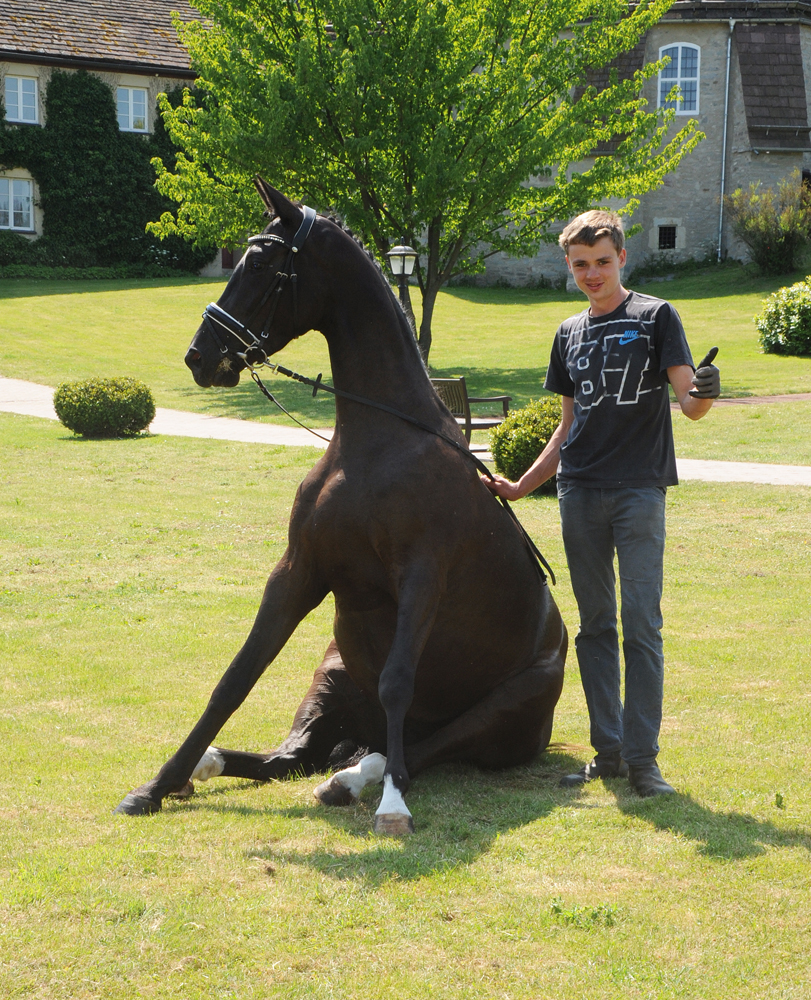 Guccia - Trakehner Stute von Zauberdeyk u.d. Pr.St. Gabbana v. High Motion - Alter Fritz  - Gestt Hmelschenburg - Beate Langels