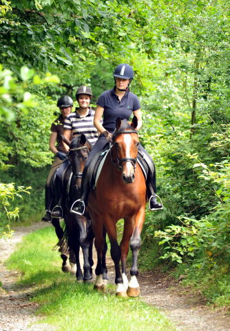 Das erste mal im Gelnde: 3jhriger Wallach von Summertime u.d. Prmienstute Klassic v. Freudenfest - Foto: Beate Langels - Trakehner Gestt Hmelschenburg