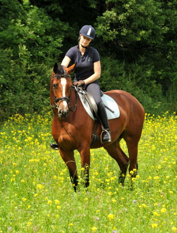 Das erste mal im Gelnde: 3jhriger Wallach von Summertime u.d. Prmienstute Klassic v. Freudenfest - Foto: Beate Langels - Trakehner Gestt Hmelschenburg