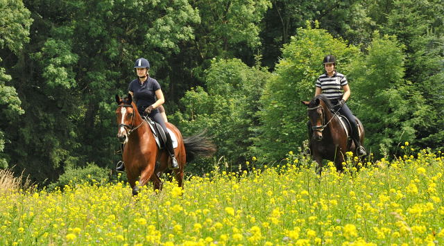 Das erste mal im Gelnde: 3jhriger Wallach von Summertime u.d. Prmienstute Klassic v. Freudenfest - Foto: Beate Langels - Trakehner Gestt Hmelschenburg