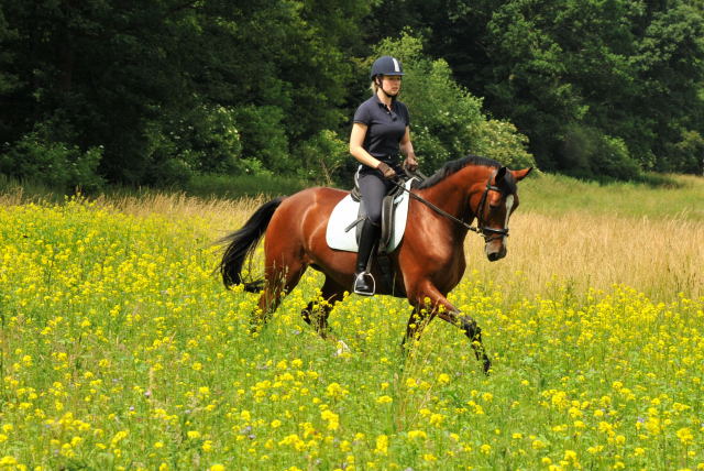 Das erste mal im Gelnde: 3jhriger Wallach von Summertime u.d. Prmienstute Klassic v. Freudenfest - Foto: Beate Langels - Trakehner Gestt Hmelschenburg