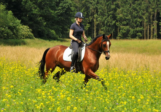 Das erste mal im Gelnde: 3jhriger Wallach von Summertime u.d. Prmienstute Klassic v. Freudenfest - Foto: Beate Langels - Trakehner Gestt Hmelschenburg