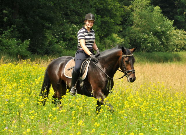 Das erste mal im Gelnde: 3jhriger Wallach von Summertime u.d. Beloved v. Kostolany - Foto: Beate Langels - Trakehner Gestt Hmelschenburg