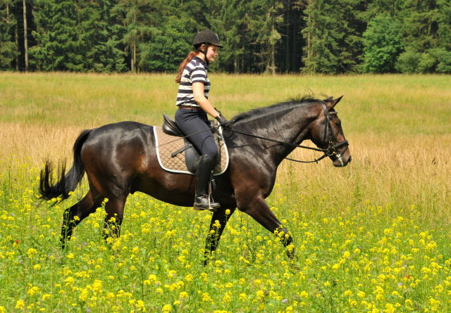 Das erste mal im Gelnde: 3jhriger Wallach von Summertime u.d. u.d. Beloved v. Kostolany - Foto: Beate Langels - Trakehner Gestt Hmelschenburg
