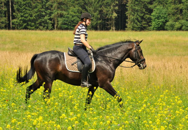 Das erste mal im Gelnde: 3jhriger Wallach von Summertime u.d. u.d. Beloved v. Kostolany - Foto: Beate Langels - Trakehner Gestt Hmelschenburg