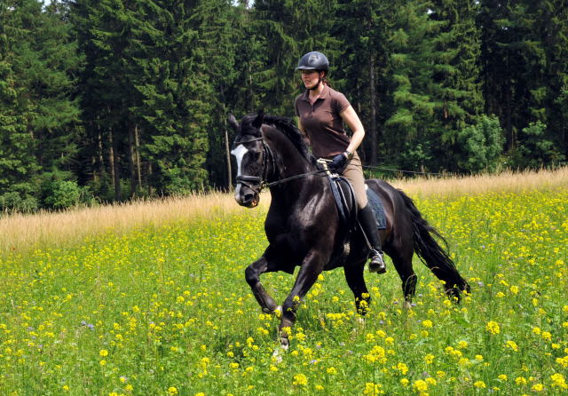 Alter Fritz - Foto: Beate Langels - Trakehner Gestt Hmelschenburg