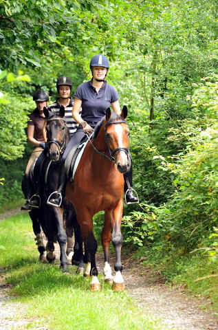 Das erste mal im Gelnde: 3jhriger Wallach von Summertime u.d. Prmienstute Klassic v. Freudenfest - Foto: Beate Langels - Trakehner Gestt Hmelschenburg