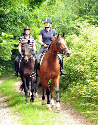 Das erste mal im Gelnde: 3jhriger Wallach von Summertime u.d. Prmienstute Klassic v. Freudenfest - Foto: Beate Langels - Trakehner Gestt Hmelschenburg