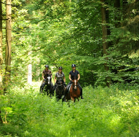 Das erste mal im Gelnde: 3jhriger Wallach von Summertime u.d. Prmienstute Klassic v. Freudenfest - Foto: Beate Langels - Trakehner Gestt Hmelschenburg