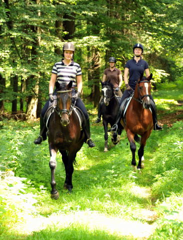 Das erste mal im Gelnde: 3jhriger Wallach von Summertime u.d. Prmienstute Klassic v. Freudenfest - Foto: Beate Langels - Trakehner Gestt Hmelschenburg