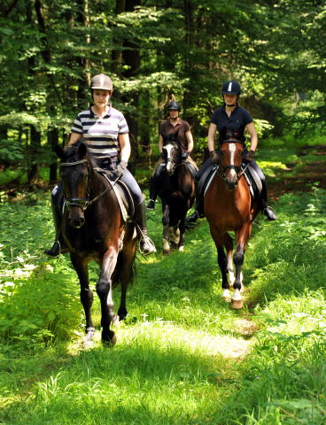 Das erste mal im Gelnde: 3jhrige Wallache von Summertime x Klassic v. Freudenfest und Summertime x Beloved - Foto: Beate Langels - Trakehner Gestt Hmelschenburg