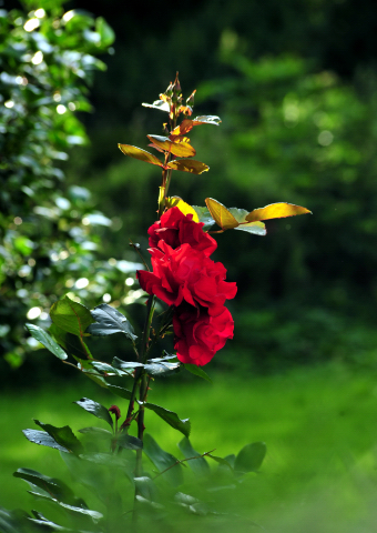 5. Juli 2016 - Trakehner Gestüt Hämelschenburg - Beate Langels