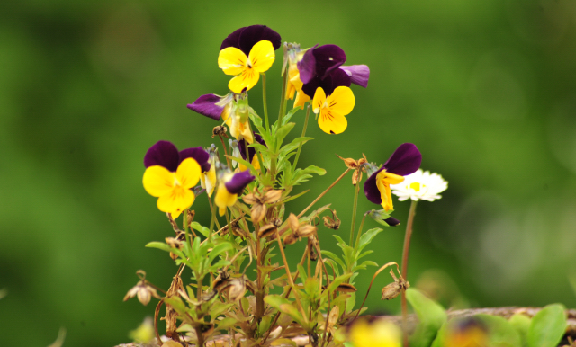 5. Juli 2016 - Trakehner Gestüt Hämelschenburg - Beate Langels