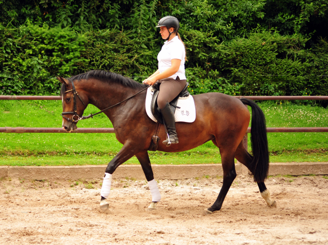 Tacyra 5. Juli 2016 - Trakehner Gestt Hmelschenburg - Beate Langels