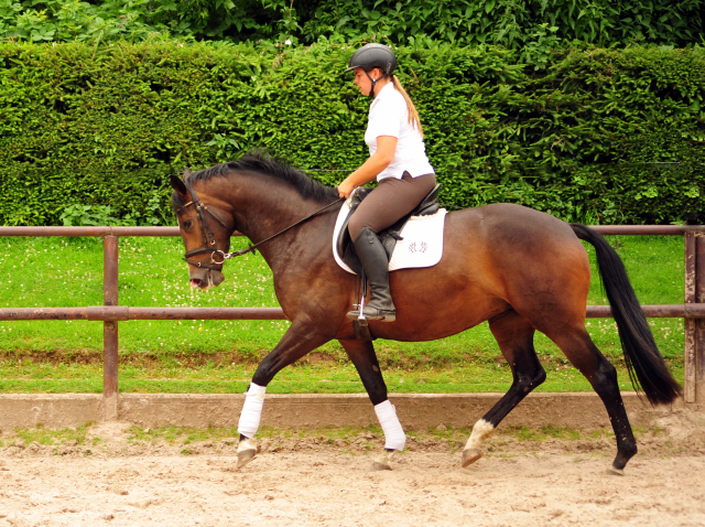 Tacyra 5. Juli 2016 - Trakehner Gestt Hmelschenburg - Beate Langels