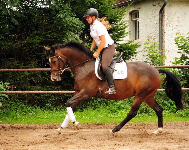 Tacyra 5. Juli 2016 - Trakehner Gestt Hmelschenburg - Beate Langels