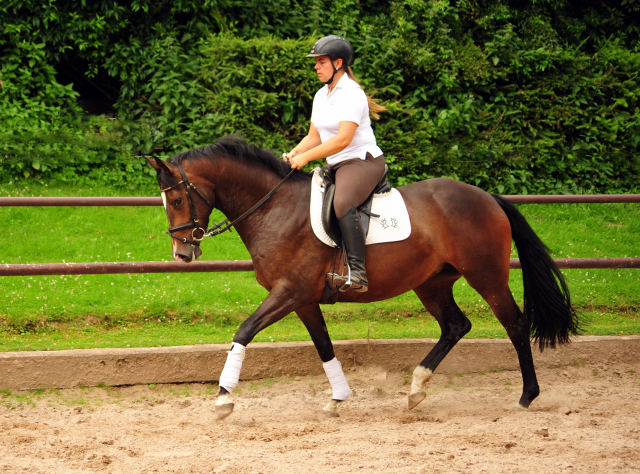 Tacyra 5. Juli 2016 - Trakehner Gestt Hmelschenburg - Beate Langels