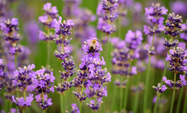 5. Juli 2016 - Trakehner Gestüt Hämelschenburg - Beate Langels