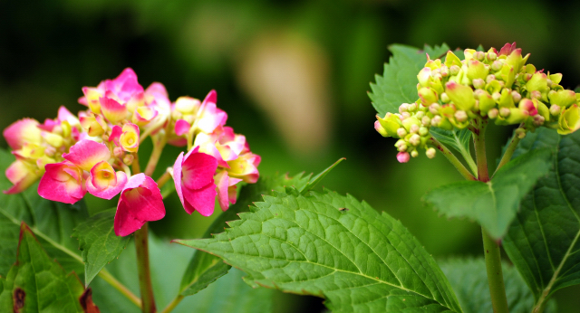 5. Juli 2016 - Trakehner Gestüt Hämelschenburg - Beate Langels