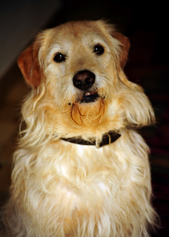 Oskar - 5. Juli 2016 - Trakehner Gestüt Hämelschenburg - Beate Langels