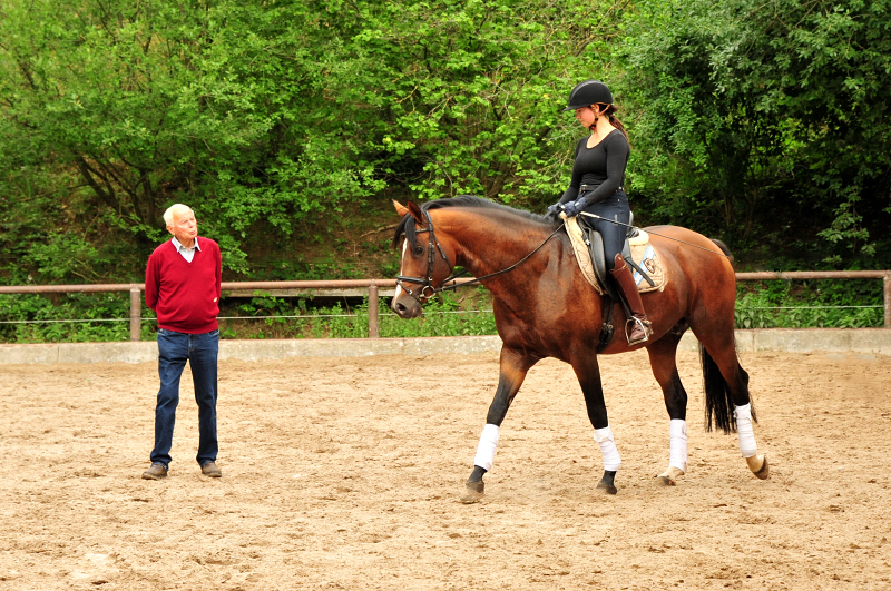 Thyra und High Motion v. Saint Cyr im Juli 2020 - Foto: Beate Langels - Trakehner Gestt Hmelschenburg