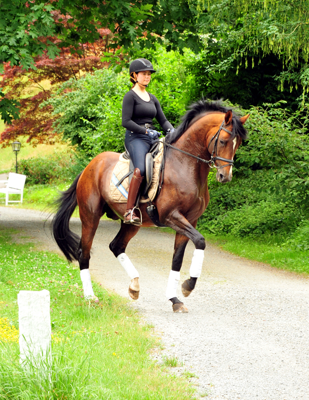 Thyra und High Motion v. Saint Cyr im Juli 2020 - Foto: Beate Langels - Trakehner Gestt Hmelschenburg