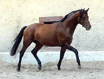 2year old Trakehner Colt by Exclusiv out of Schwalbenfee by Freudenfest - Foto: Beate Langels - Trakehner Gestt Hmelschenburg