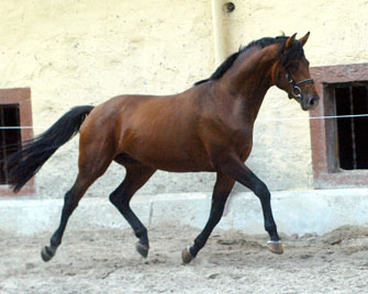 2year old Trakehner Colt by Exclusiv out of Schwalbenfee by Freudenfest - Foto: Beate Langels - Trakehner Gestt Hmelschenburg