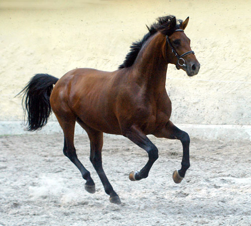 2year old Trakehner Colt by Exclusiv out of Schwalbenfee by Freudenfest - Foto: Beate Langels - Trakehner Gestt Hmelschenburg