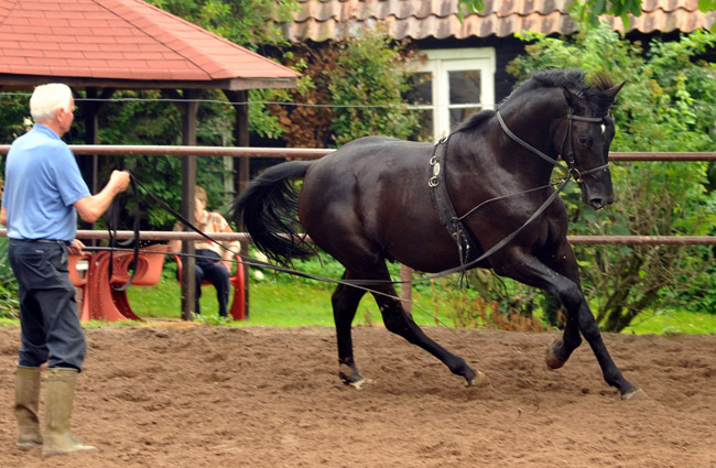Hengst von  von Songline - Trocadero - Foto: Beate Langels - Trakehner Gestt Hmelschenburg