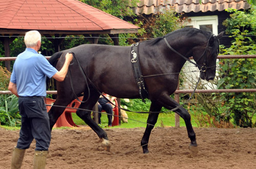 Hengst von  von Songline - Trocadero - Foto: Beate Langels - Trakehner Gestt Hmelschenburg