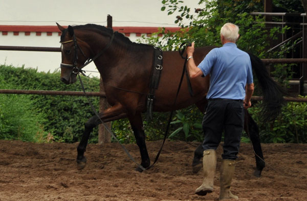 Hengst von Freudenfest - Lauries Crusador xx - Foto: Beate Langels - Trakehner Gestt Hmelschenburg