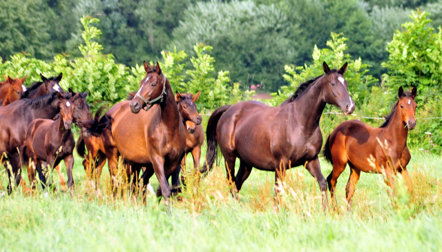  Foto: Beate Langels -  
Trakehner Gestt Hmelschenburg