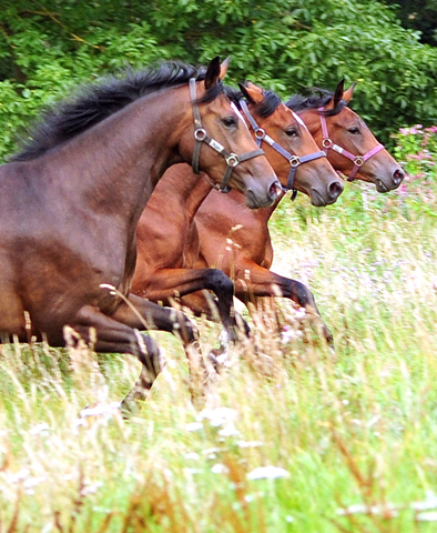  Foto: Beate Langels -  
Trakehner Gestt Hmelschenburg