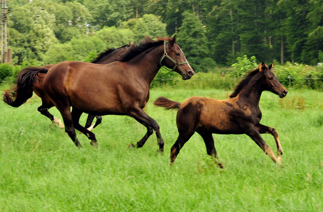  Foto: Beate Langels -  
Trakehner Gestt Hmelschenburg