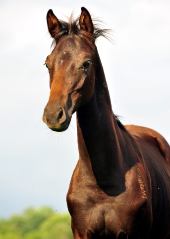  Foto: Beate Langels -  
Trakehner Gestt Hmelschenburg