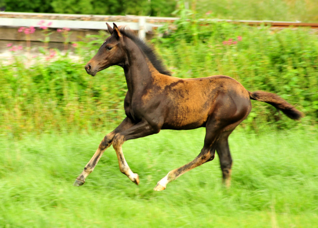  Foto: Beate Langels -  
Trakehner Gestt Hmelschenburg