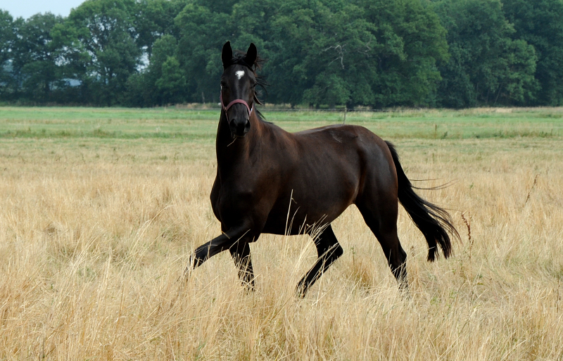 Guccia - Trakehner Stute von Zauberdeyk u.d. Pr.St. Gabbana v. High Motion - Alter Fritz  - Gestt Hmelschenburg - Beate Langels