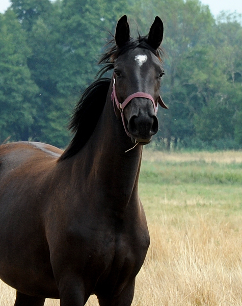 Guccia - Trakehner Stute von Zauberdeyk u.d. Pr.St. Gabbana v. High Motion - Alter Fritz  - Gestt Hmelschenburg - Beate Langels