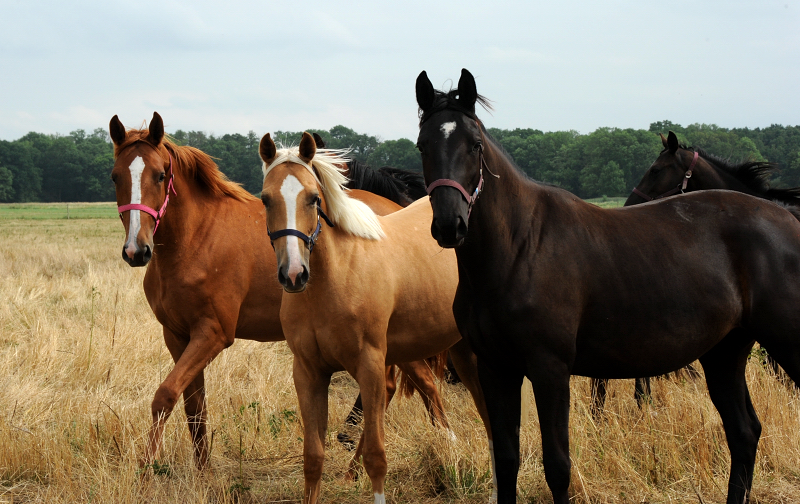 Guccia - Trakehner Stute von Zauberdeyk u.d. Pr.St. Gabbana v. High Motion - Alter Fritz  - Gestt Hmelschenburg - Beate Langels