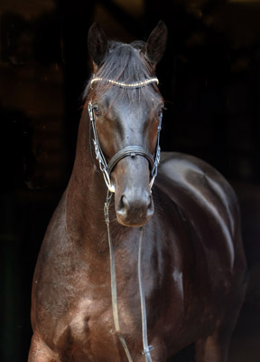 Geraldinio - Trakehner Colt by Summertime out of Greta Garbo by Alter Fritz, Gestt Hmelschenburg - Beate Langels