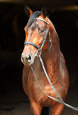 Trakehner Hengst von Grand Passion x Summertime, Trakehner Gestt Hmelschenburg - Beate Langels