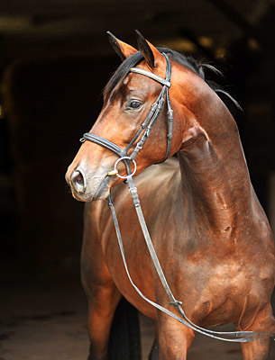 Trakehner Hengst von Grand Passion x Summertime, Trakehner Gestt Hmelschenburg - Beate Langels