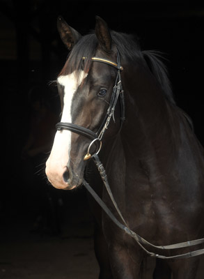 Two year old Trakehner Gelding 