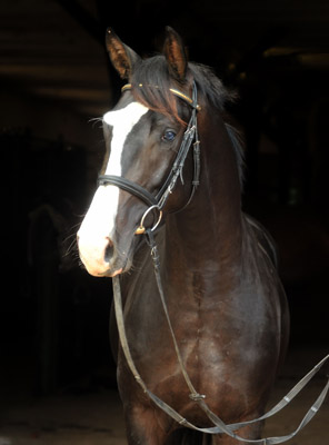 Two year old Trakehner Colt by Kostolany out of Premiummare Schwalbenfeder by Summertime, Gestt Hmelschenburg - Beate Langels