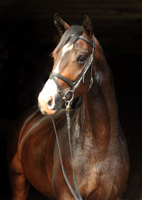 Zweijhriger Hengst von Symont u.d. Pr.u.StPrSt. Guendalina v. Red Patrick xx - Trakehner Gestt Hmelschenburg