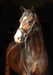 Grand Corazn - Trakehner Hengst von Symont u.d. Pr.u.StPrSt. Guendalina v. Red Patrick xx - im August 2011